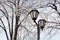 Lantern on frosty branch background