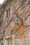 Lantern hangs on an old stone facade of a house woven with ivy branches with yellow leaves