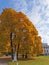 Lantern and maples with orange, bright, autumn leaves against the background of the Elaginoostrovsky Palace