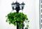 Lantern with plants on the background of white sheet with black