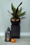 Lantern, pumpkin and houseplant in pot decorated for Halloween indoors