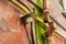 Lantern and a rusty drainpipe on the wall of a house