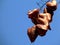 Lantern tree or golden rain tree seed pods under blue sky