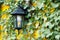 Lantern on a Wall Covered with Plants