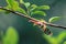 Lanternflies, FULGORID PLANTHOPPERS ,Lantern Bugs on twig