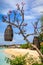 Lanterns on a blooming tree near the beach, Nusa Lembongan, Indonesia