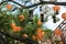 Lanterns hung in a monkey pod tree