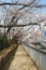 Lanterns in Sakura Festival , Tokyo, Japan.