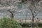 Lanterns in Sakura Festival at walkway Ooyokogawa river , Tokyo.