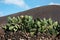 Lanzarote, cactus plant in a volcanic landscape