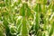 Lanzarote Guatiza cactus garden Euporbia Pseudocactus
