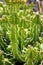 Lanzarote Guatiza cactus garden Euporbia Pseudocactus