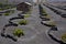 Lanzarote La Geria vineyard on black volcanic soil