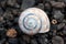 Lanzarote, a small snail on volcanic gravel