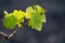 Lanzarote vineyards build on lava, La Geria wine region, malvasia grape vine in winter