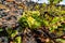 Lanzarote vineyards build on lava, La Geria wine region, malvasia grape vine in winter