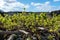 Lanzarote vineyards build on lava, La Geria wine region, malvasia grape vine in winter