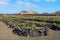 Lanzarote vineyards, Spain