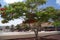Lanzarote wyspy kanaryjskie drzewo kwitnÄ…ce