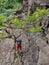 Lanzo-June 2021 Young climbers train on the rocky wall near the Stura stream