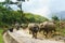 Lao Cai, Vietnam - Sep 7, 2017: Country road with water buffaloes going home among terraced rice field in Y Ty, Bat Xat district