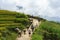 Lao Cai, Vietnam - Sep 7, 2017: Country road with water buffaloes going home among terraced rice field in Y Ty, Bat Xat district