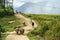 Lao Cai, Vietnam - Sep 7, 2017: Country road with water buffaloes going home among terraced rice field in Y Ty, Bat Xat district