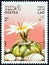 LAOS - CIRCA 1986: A stamp printed in Laos from the `Cacti` issue shows Ariocarpus trigonus, circa 1986.