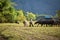 Laos The farmer and water buffaloes in field this