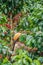 Laos Girl is harvesting coffee berries in coffee farm on Bolaven Plateau, a coffee grower`s utopia. Champasak, Laos. Organic