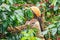 Laos Girl is harvesting coffee berries in coffee farm on Bolaven Plateau, a coffee grower`s utopia. Champasak Province, Laos.