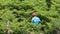 Laos people harvesting vegetable