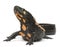 Laos Warty Newt, Paramesotriton laoensis