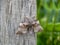 Laothoe populi aka Poplar hawk-moth on post. Profile.