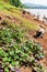 Laotian senior women harvesting Sweet Potato on the riverbank