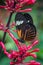 A Laparus doris, the Doris longwing or Doris butterfly on a red flower