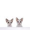 LaPerm cat kittens on white background