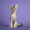 LaPerm kitten on purple background
