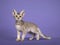 LaPerm kitten on purple background