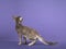 LaPerm kitten on purple background