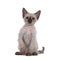 LaPerm kitten on white background