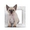 LaPerm kitten on white background