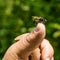 Laphria flava, bumblebee robberfly, yellow robberfly or yellow a