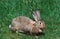 LAPIN GEANT DES FLANDRES