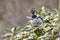 Lapland Bunting female is sitting on a branch near the