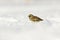 A Lapland Longspur or Bunting (Calcarius lapponicus) sitting in the snow