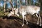 Lapland reindeer