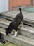 Lapland Reindeer dog, Reindeer Herder, lapinporokoira, lapsk vallhund. Puppy on porch