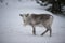Lapland reindeer portrait in winter snow time