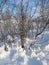 Lapland vegetation covered with snow. Nordic winter nature. Snowy nordic landscape